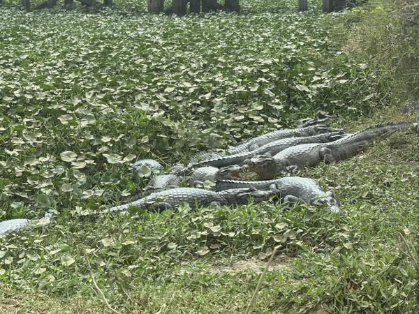 Yacarekaaiman (Caiman yacare)